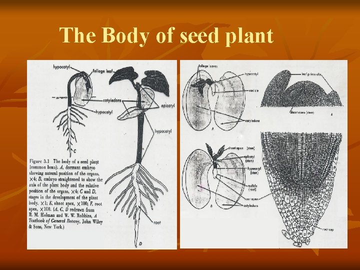 The Body of seed plant 