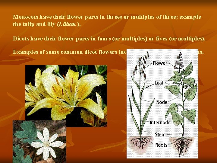 Monocots have their flower parts in threes or multiples of three; example the tulip