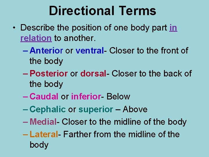 Directional Terms • Describe the position of one body part in relation to another.