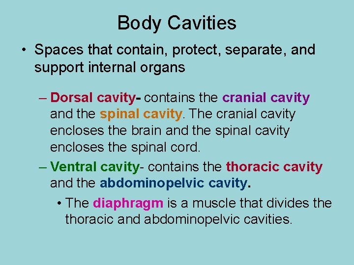 Body Cavities • Spaces that contain, protect, separate, and support internal organs – Dorsal