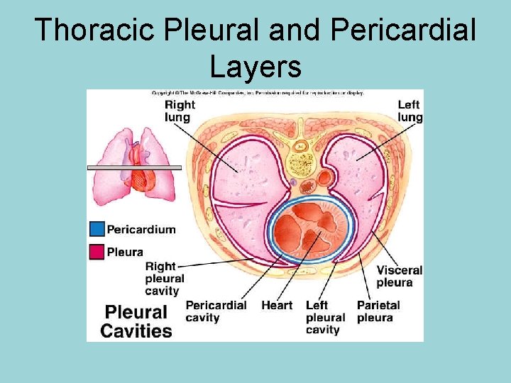 Thoracic Pleural and Pericardial Layers 