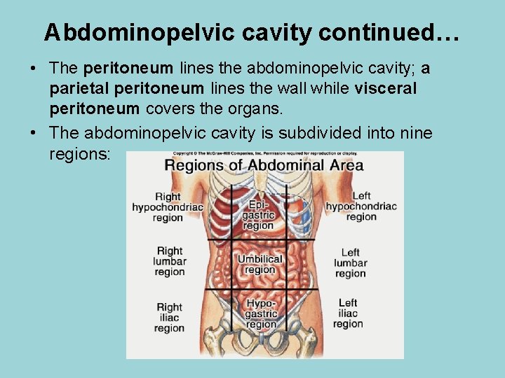 Abdominopelvic cavity continued… • The peritoneum lines the abdominopelvic cavity; a parietal peritoneum lines
