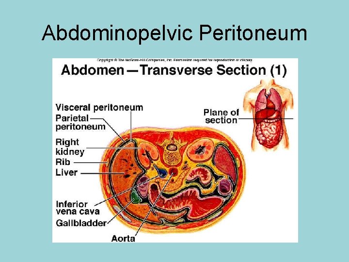 Abdominopelvic Peritoneum 