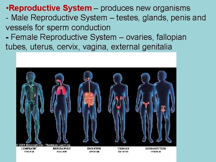  • Reproductive System – produces new organisms - Male Reproductive System – testes,