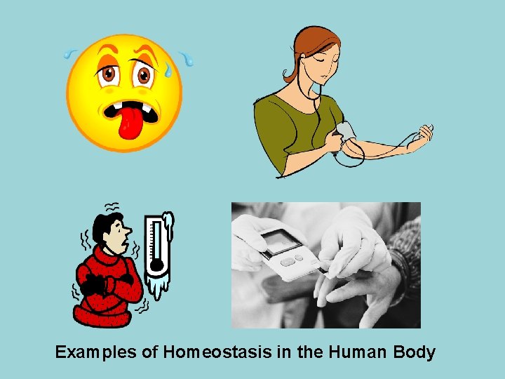 Examples of Homeostasis in the Human Body 