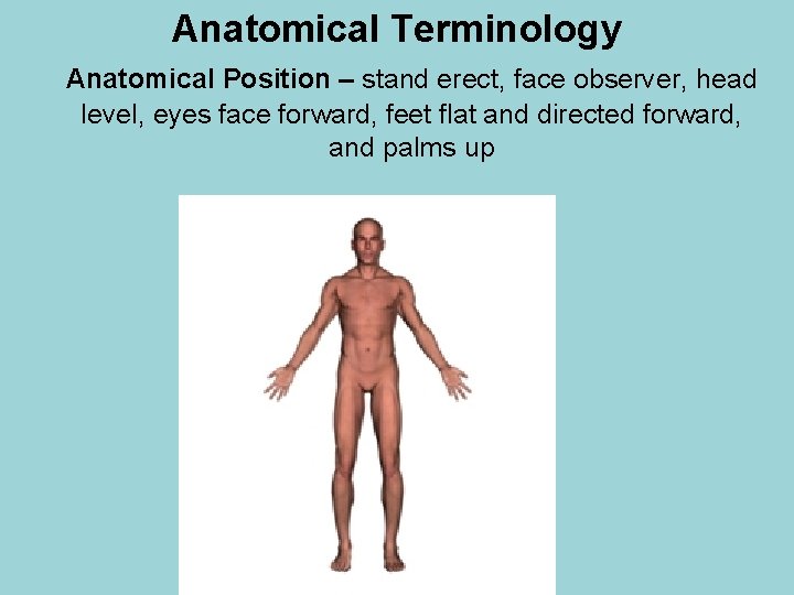 Anatomical Terminology Anatomical Position – stand erect, face observer, head level, eyes face forward,