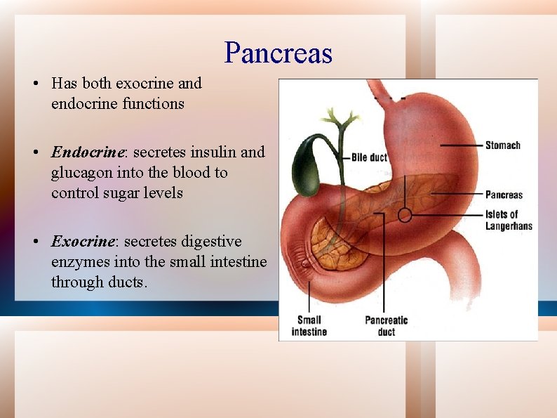 Pancreas • Has both exocrine and endocrine functions • Endocrine: secretes insulin and glucagon