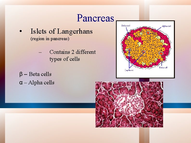 Pancreas • Islets of Langerhans (region in pancreas) – Contains 2 different types of