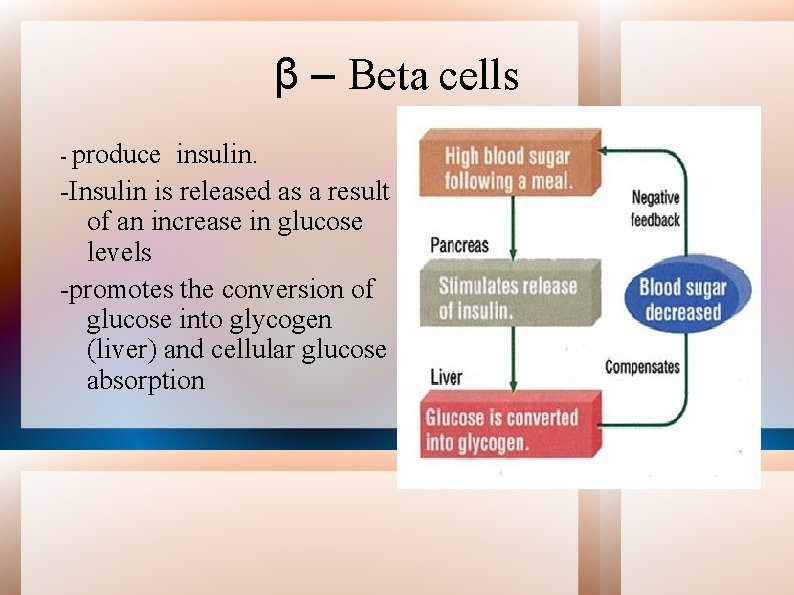 β – Beta cells - produce insulin. -Insulin is released as a result of
