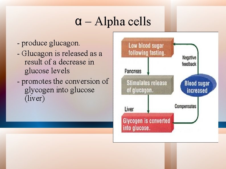 α – Alpha cells - produce glucagon. - Glucagon is released as a result