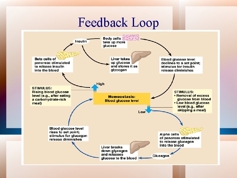 Feedback Loop 