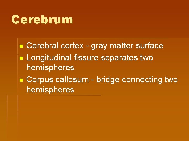 Cerebrum n n n Cerebral cortex - gray matter surface Longitudinal fissure separates two