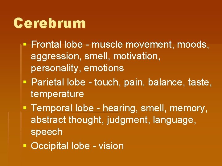 Cerebrum § Frontal lobe - muscle movement, moods, aggression, smell, motivation, personality, emotions §