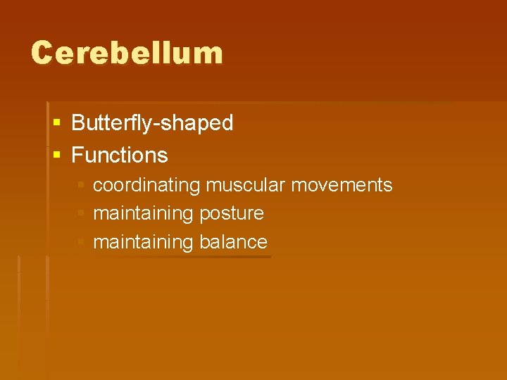Cerebellum § Butterfly-shaped § Functions § coordinating muscular movements § maintaining posture § maintaining