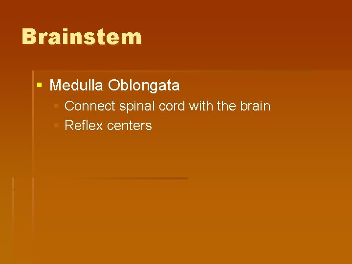 Brainstem § Medulla Oblongata § Connect spinal cord with the brain § Reflex centers