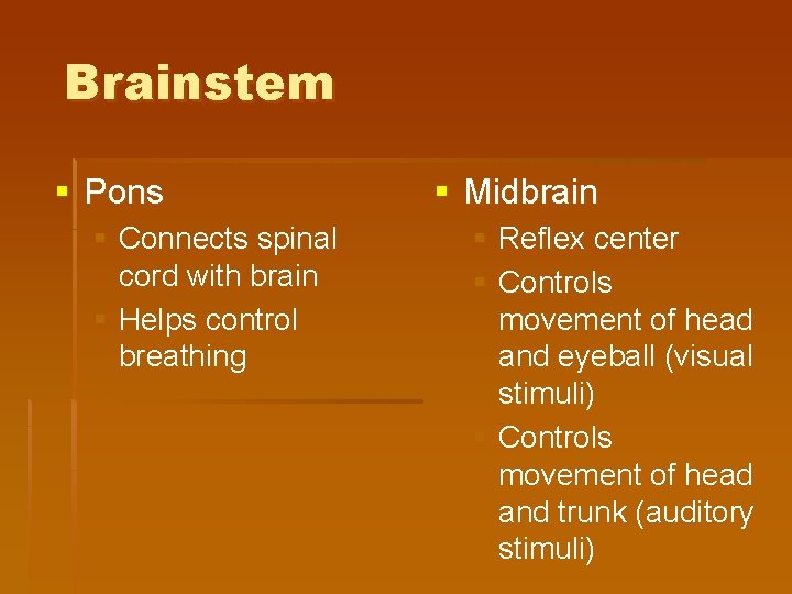 Brainstem § Pons § Connects spinal cord with brain § Helps control breathing §