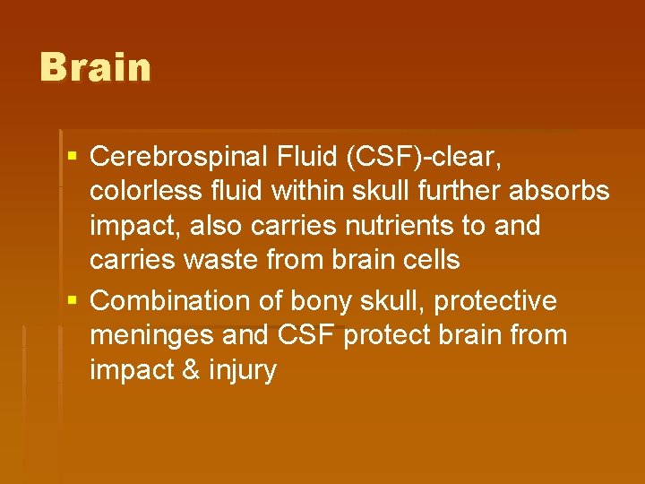 Brain § Cerebrospinal Fluid (CSF)-clear, colorless fluid within skull further absorbs impact, also carries