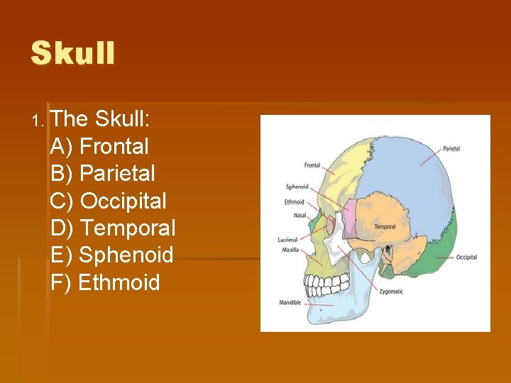 Skull 1. The Skull: A) Frontal B) Parietal C) Occipital D) Temporal E) Sphenoid