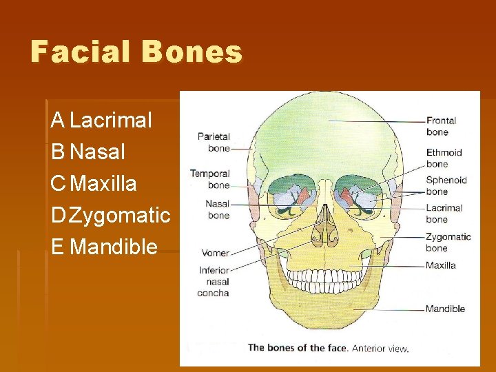 Facial Bones A Lacrimal B Nasal C Maxilla D Zygomatic E Mandible 