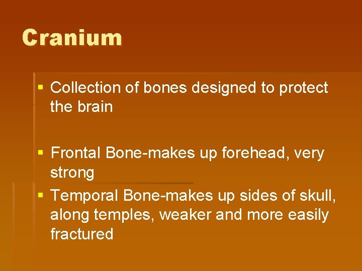 Cranium § Collection of bones designed to protect the brain § Frontal Bone-makes up