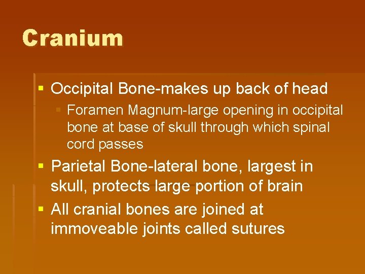 Cranium § Occipital Bone-makes up back of head § Foramen Magnum-large opening in occipital