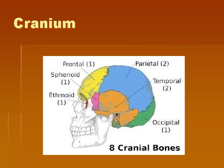 Cranium 