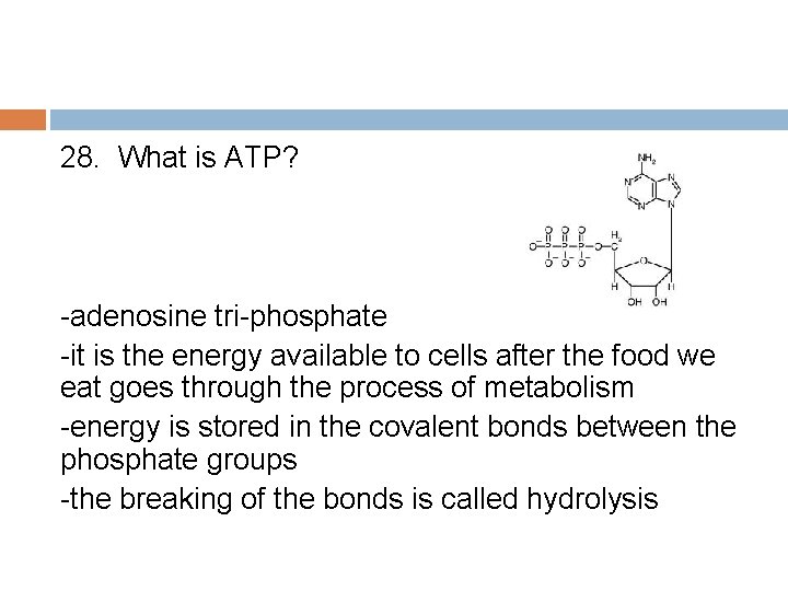 28. What is ATP? -adenosine tri-phosphate -it is the energy available to cells after