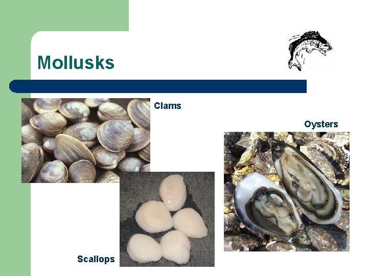Mollusks Clams Oysters Scallops 