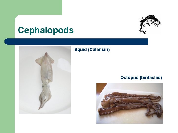 Cephalopods Squid (Calamari) Octopus (tentacles) 