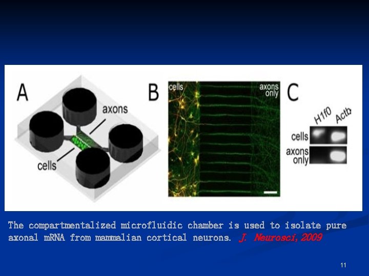 The compartmentalized microfluidic chamber is used to isolate pure axonal m. RNA from mammalian