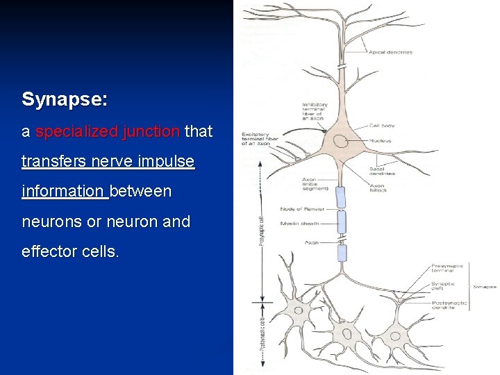 Synapse: a specialized junction that transfers nerve impulse information between neurons or neuron and