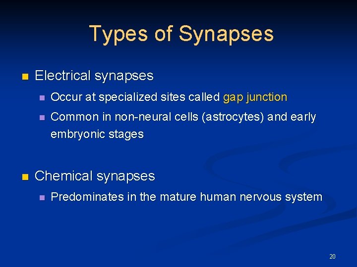 Types of Synapses n n Electrical synapses n Occur at specialized sites called gap