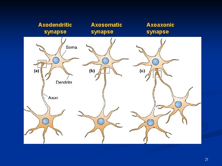 Axodendritic synapse Axosomatic synapse Axoaxonic synapse 21 