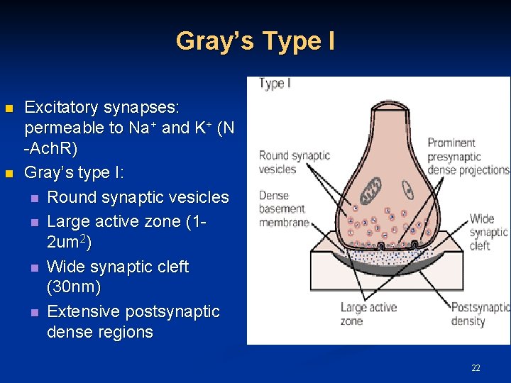 Gray’s Type I n n Excitatory synapses: permeable to Na+ and K+ (N -Ach.