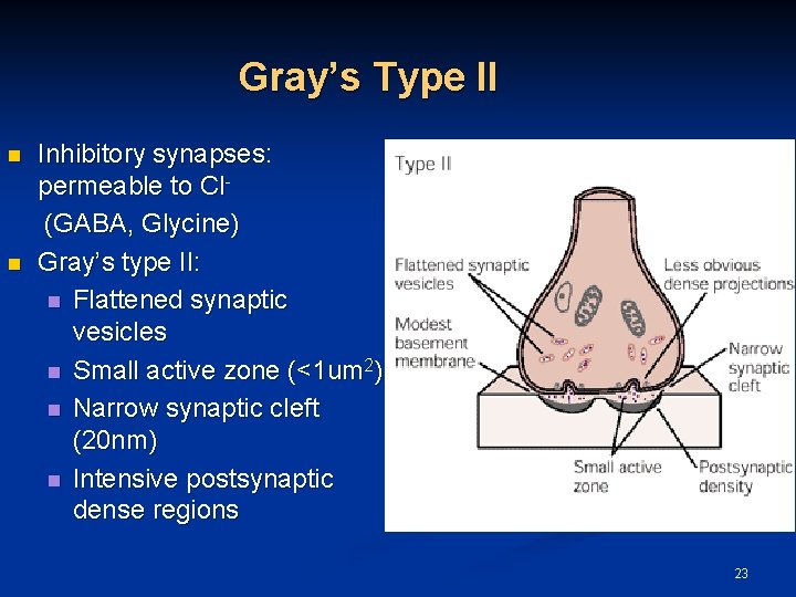 Gray’s Type II n n Inhibitory synapses: permeable to Cl(GABA, Glycine) Gray’s type II:
