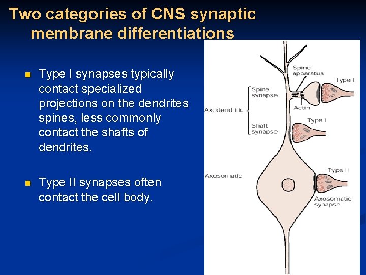 Two categories of CNS synaptic membrane differentiations n Type I synapses typically contact specialized