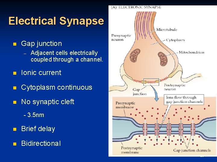 Electrical Synapse n Gap junction – Adjacent cells electrically coupled through a channel. n