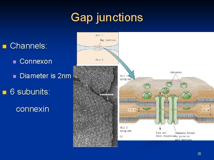 Gap junctions n n Channels: n Connexon n Diameter is 2 nm 6 subunits: