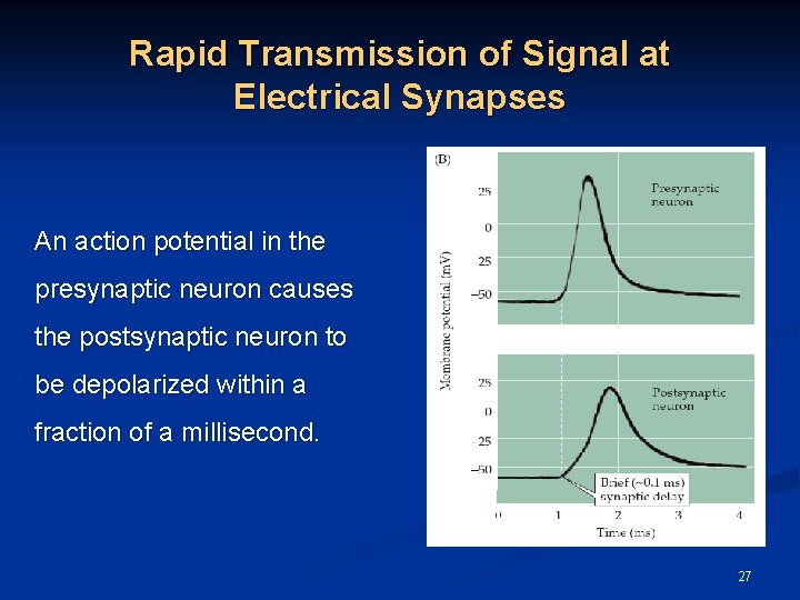 Rapid Transmission of Signal at Electrical Synapses An action potential in the presynaptic neuron