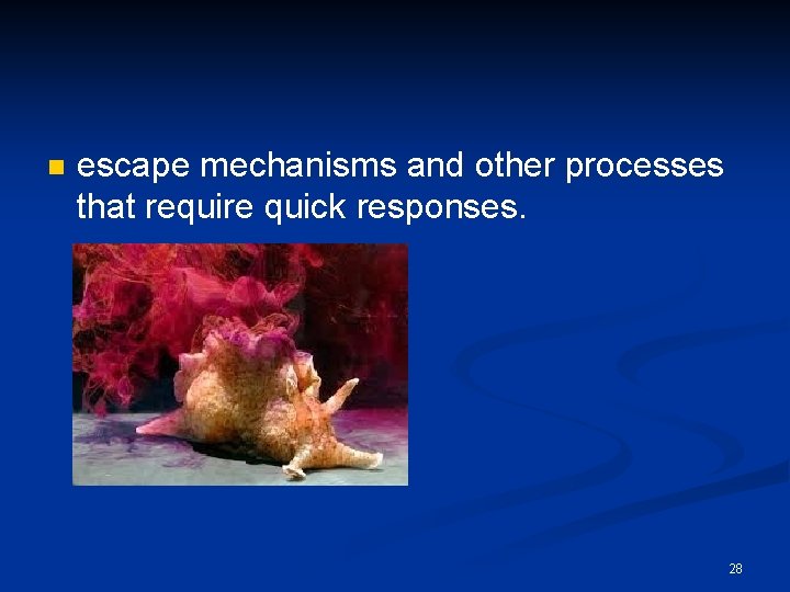 n escape mechanisms and other processes that require quick responses. 28 