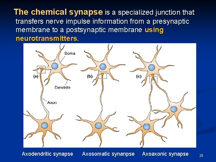 The chemical synapse is a specialized junction that transfers nerve impulse information from a