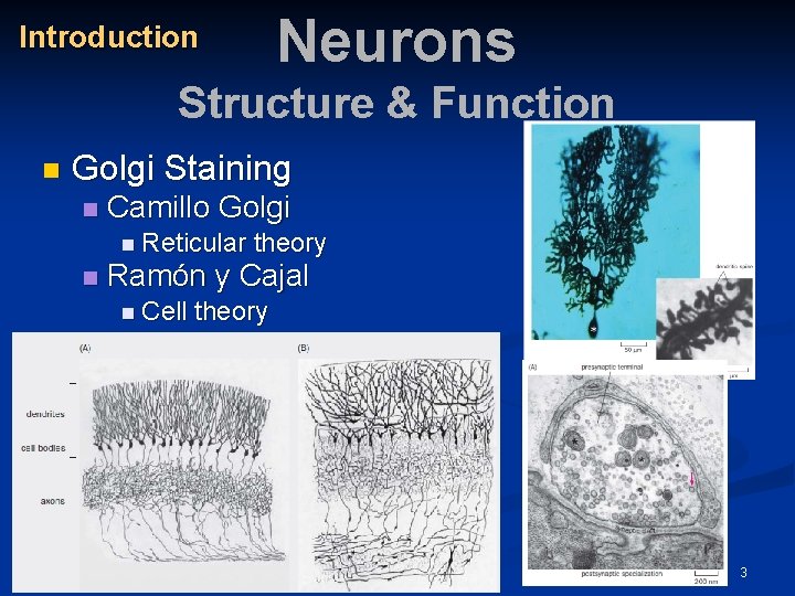 Neurons Introduction Structure & Function n Golgi Staining n Camillo Golgi n Reticular n