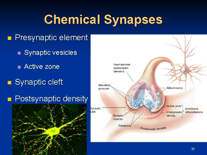 Chemical Synapses n Presynaptic element n Synaptic vesicles n Active zone n Synaptic cleft