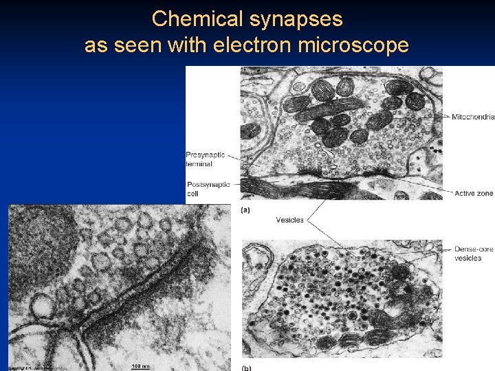 Chemical synapses as seen with electron microscope 32 