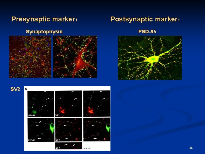 Presynaptic marker： Synaptophysin Postsynaptic marker： PSD-95 SV 2 34 