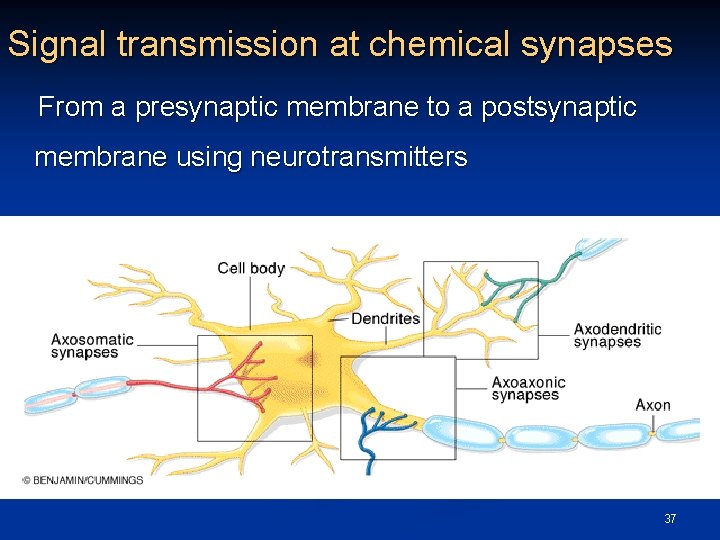 Signal transmission at chemical synapses From a presynaptic membrane to a postsynaptic membrane using