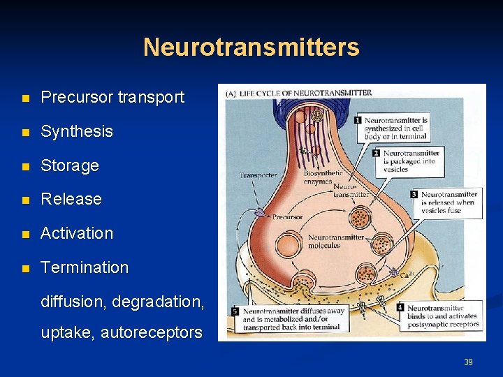 Neurotransmitters n Precursor transport n Synthesis n Storage n Release n Activation n Termination