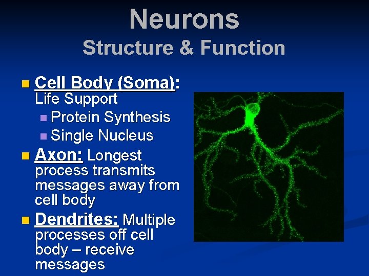 Neurons Structure & Function n Cell Body (Soma): Life Support n Protein Synthesis n