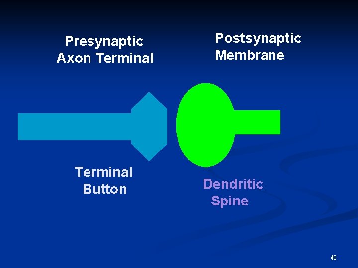 Presynaptic Axon Terminal Button Postsynaptic Membrane Dendritic Spine 40 