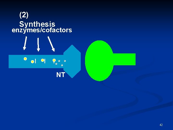 (2) Synthesis _ _ _ enzymes/cofactors NT 42 